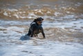 Doberman dog puppy swims in dirty water during a flood