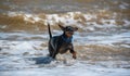 Doberman dog puppy swims in dirty water during a flood