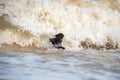 Doberman dog puppy swims in dirty water during a flood