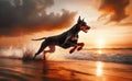 Doberman, Dog Running on Beach at Sunset Royalty Free Stock Photo