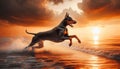 Doberman, Dog Running on Beach at Sunset Royalty Free Stock Photo