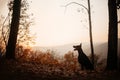 Doberman dog sitting outdoors at sunset in autumn Royalty Free Stock Photo