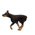 Doberman dog sprinting Royalty Free Stock Photo