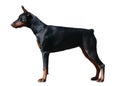 Doberman dog stand isolated