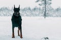 Doberman dog is standing in outdoors