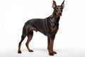 Doberman Guard dog clipart Royalty Free Stock Photo