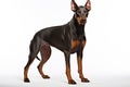 Doberman Guard dog clipart Royalty Free Stock Photo