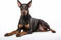 Doberman Guard dog clipart Royalty Free Stock Photo