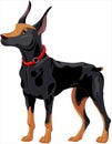 Doberman guard dog