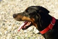 Doberman with its tounge out