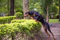 Doberman jumping Royalty Free Stock Photo