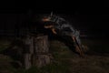 Doberman jumping over the barrier, dark background. Royalty Free Stock Photo