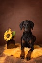 Doberman laying with a vase with sunflowers