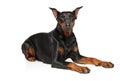 Doberman lying on a white background