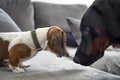 Doberman and Miniature Dachshund face to face