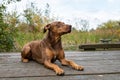 Doberman mix dog laying on a wood dock, lookup up adoringly, in a park Royalty Free Stock Photo