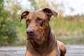 Doberman mix dog laying on a wood dock, lookup up adoringly, in a park Royalty Free Stock Photo