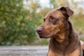 Doberman mix dog laying on a wood dock, lookup up adoringly, in a park Royalty Free Stock Photo