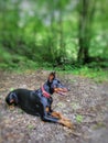 Doberman Nira Royalty Free Stock Photo