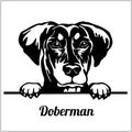Doberman - Peeking Dogs - breed face head isolated on white Royalty Free Stock Photo