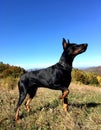 Doberman pincher, autumn in the mountains, a mountainous landscape on the background of a blue sky Royalty Free Stock Photo