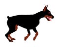 Doberman pincher champion dog .