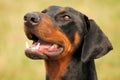Doberman Pincher Dog Royalty Free Stock Photo