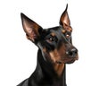 Doberman pincher portrait,  on white background. Doberman pincher headshot Royalty Free Stock Photo