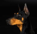 Doberman pinscher Royalty Free Stock Photo