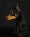 Doberman pinscher Royalty Free Stock Photo