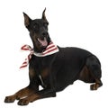 Doberman Pinscher