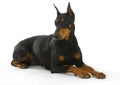 Doberman pinscher Royalty Free Stock Photo