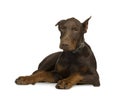 Doberman Pinscher (4 months)