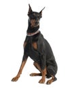 Doberman Pinscher (5 years old) Royalty Free Stock Photo