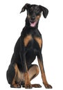 Doberman Pinscher, 8 and a half months old Royalty Free Stock Photo