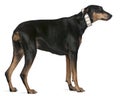 Doberman Pinscher, 9 years old, standing Royalty Free Stock Photo