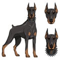 Doberman pinscher, american doberman, pet logo, dog doberman, colored pets for design, colour illustration suitable as logo Royalty Free Stock Photo