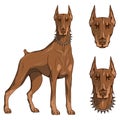 Doberman pinscher, american doberman, pet logo, dog doberman, colored pets for design, colour illustration suitable as logo