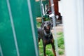 Doberman pinscher breed dog being alert in his yard