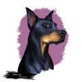 Doberman Pinscher, Dobermann, Dobie, Dobynm dog digital art illustration isolated on white background. German origin guardian dog