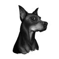 Doberman Pinscher, Dobermann, Dobie, Dobynm dog digital art illustration isolated on white background. German origin guardian dog