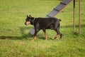 Doberman Pinscher in the dog agility area Royalty Free Stock Photo