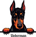 Doberman Pinscher - dog breed. Color image of a dogs head isolated on a white background Royalty Free Stock Photo