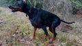 Doberman Pinscher Dog, Exiting The Forest Into A Muddy Field