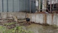 Doberman Pinscher Dog, Exploring An Abandoned Factory During Rainstorm