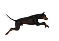 Doberman Pinscher dog on isolated white background showing various poses. Royalty Free Stock Photo