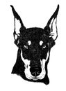 Doberman pinscher dog portrait illustration in vector Royalty Free Stock Photo