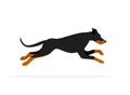 Doberman pinscher dog running isolated vector