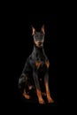 Doberman Pinscher Dog Sitting and Looking in Camera, isolated Black Royalty Free Stock Photo