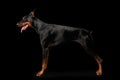 Doberman Pinscher Dog Standing on isolated Black background, Side view Royalty Free Stock Photo